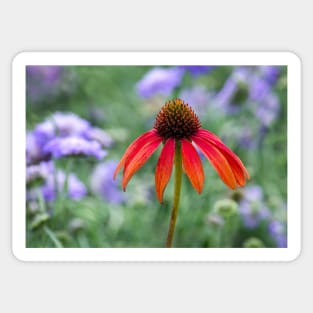 Single cone flower in a purple garden Sticker